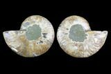 Sliced Ammonite Fossil - Agatized #124989-1